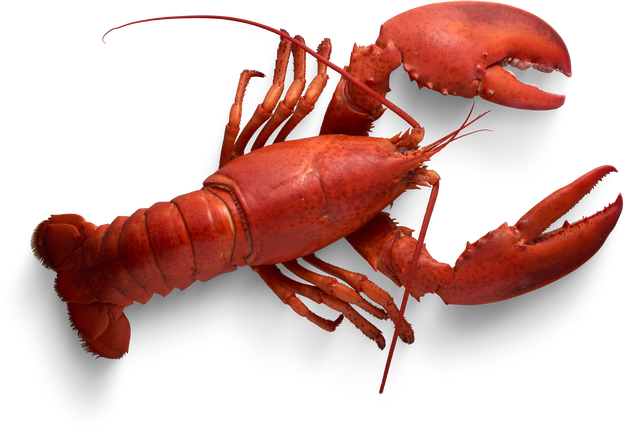 Isolated Cutout PNG